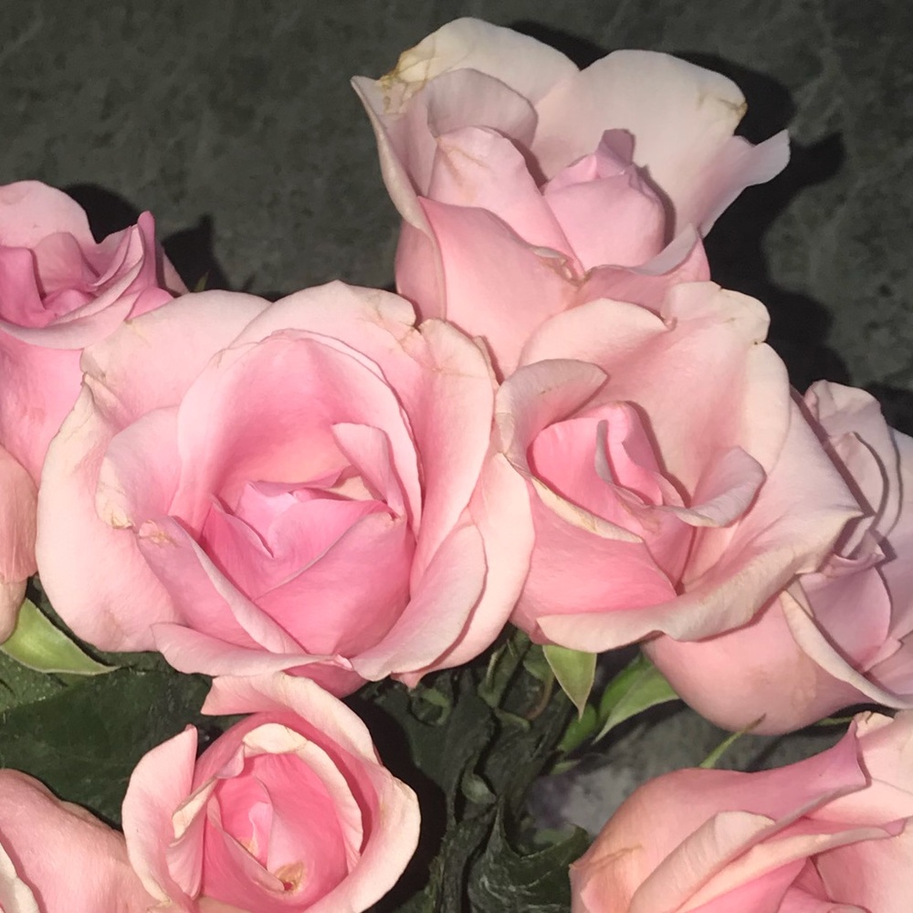 Meet your Posher, Liz